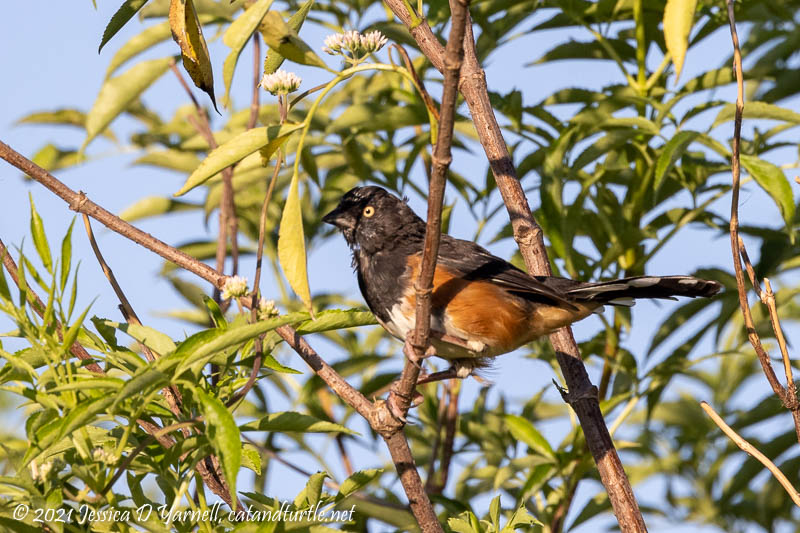 Eastern Towhee