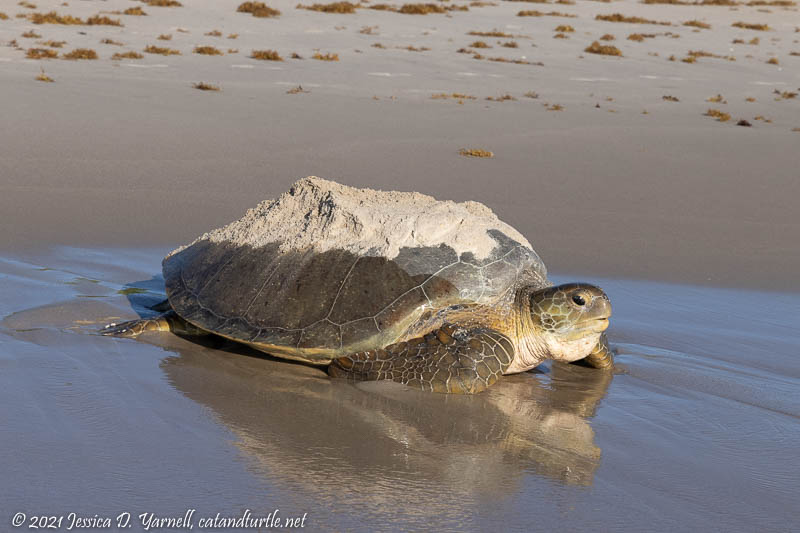 Green Sea Turtle