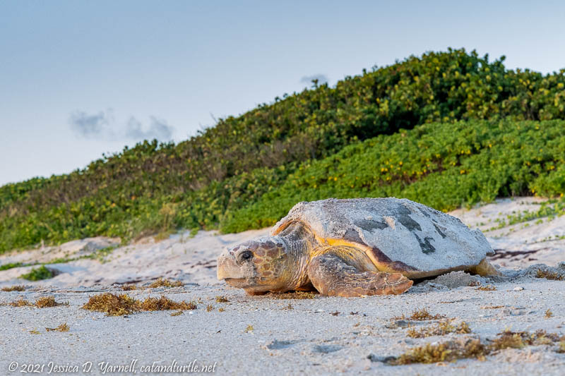 Loggerhead Sea Turtle