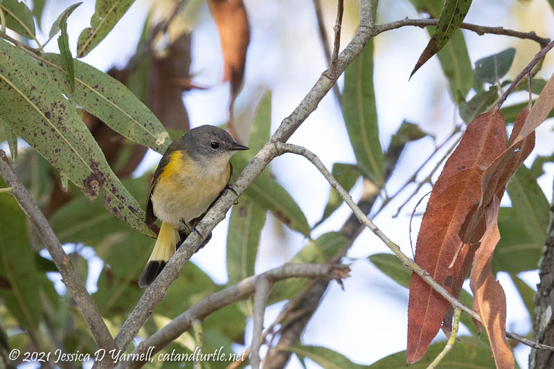 American Redstart