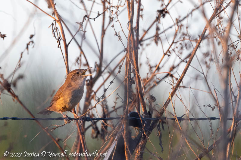 House Wren