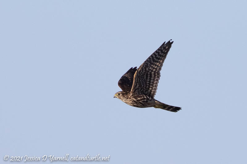 Merlin in Flight