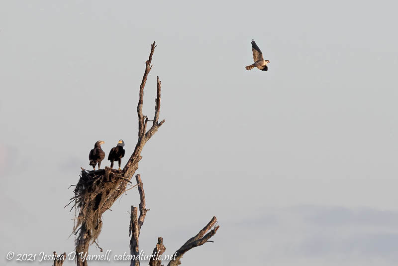 Peregrine Falcon