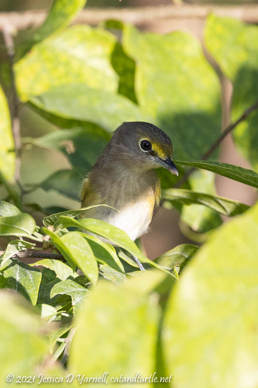 White-Eyed Vireo