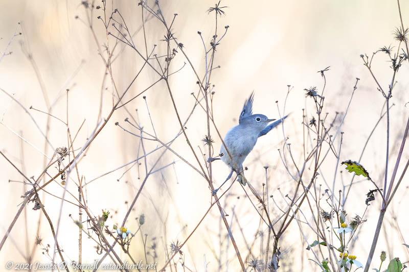 Blue-Gray Gnatcatcher