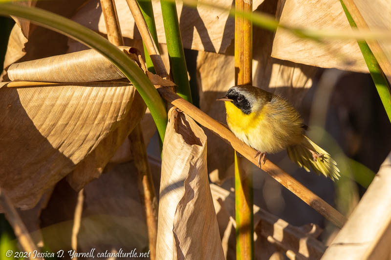 Common Yellowthroat