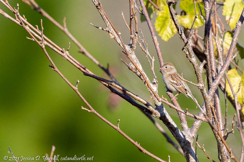 Field Sparrow