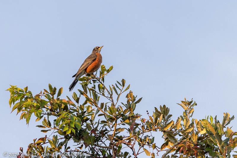 American Robin