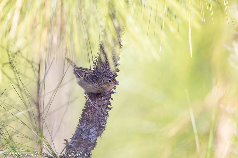 Grasshopper Sparrow