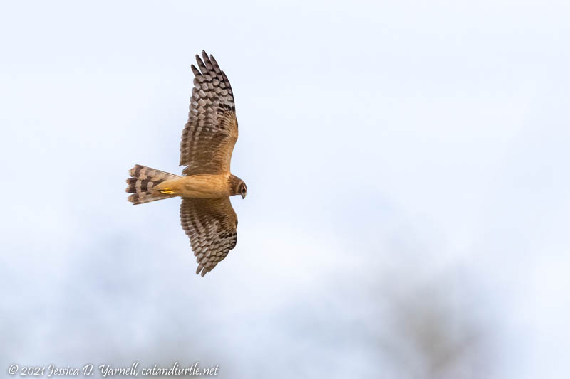 Northern Harrier