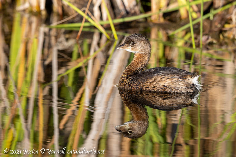 Pied-Billed Grebe