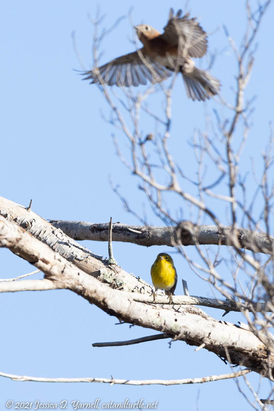 Pine Warbler