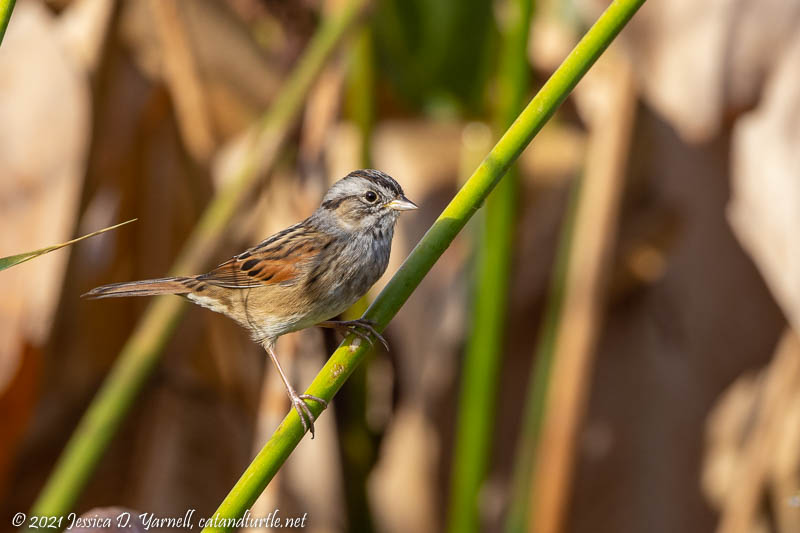 Swamp Sparrow