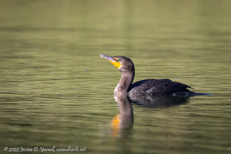 Double-Crested Cormorant