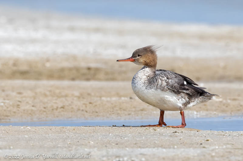 Red-Breasted Merganser