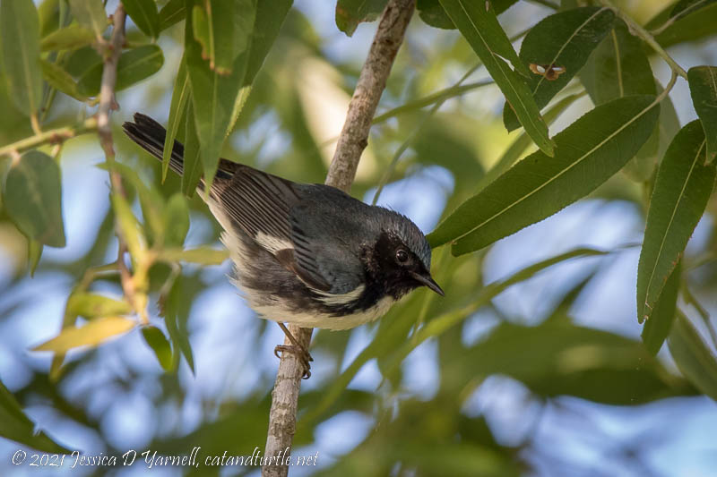 Black-throated Blue Warbler (Male)