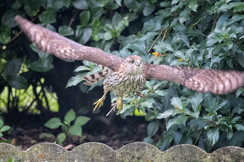 Sharp-shinned Hawk