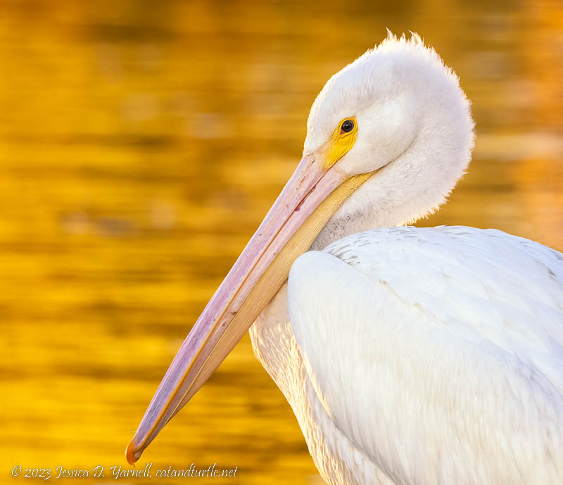 American White Pelican