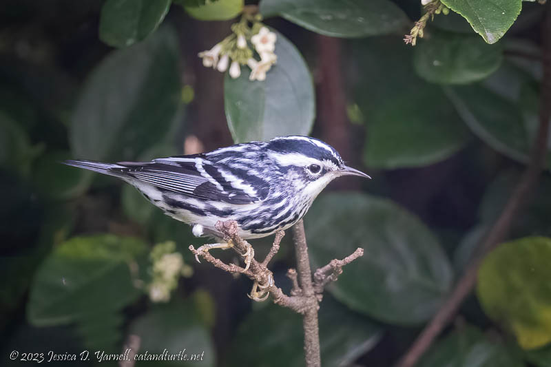 Black-and-white Warbler