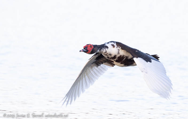 Muscovy Duck