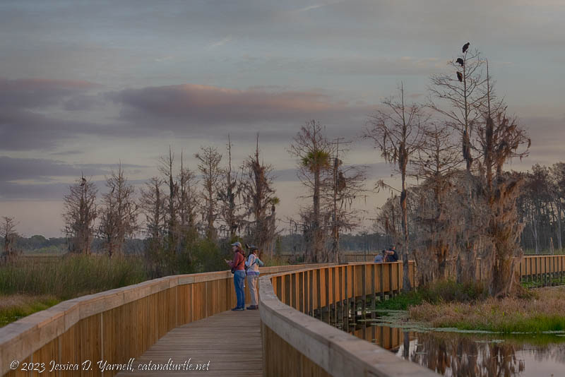 New Boardwalk at Orlando Wetlands