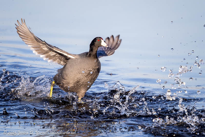 American Coot American Coot