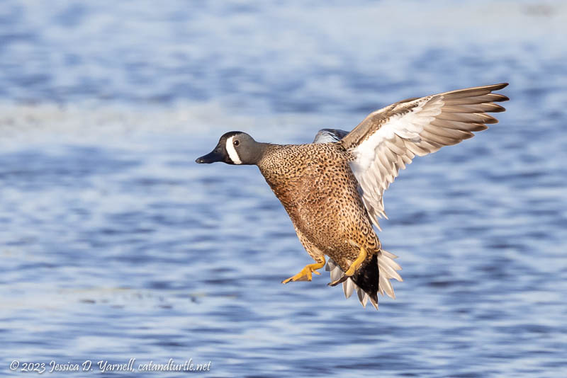 Blue-Winged Teal