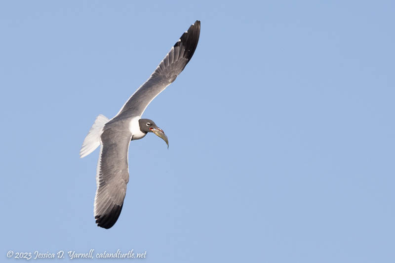 Gulls Fighting Over Fish