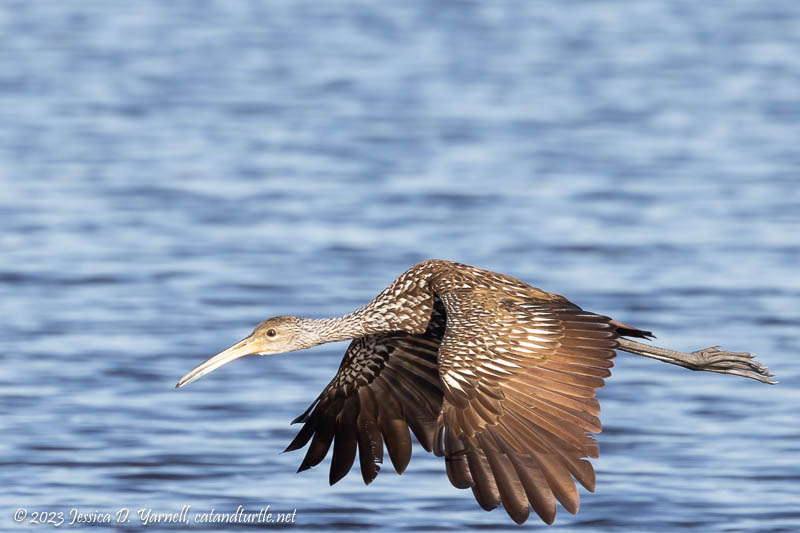 Limpkin