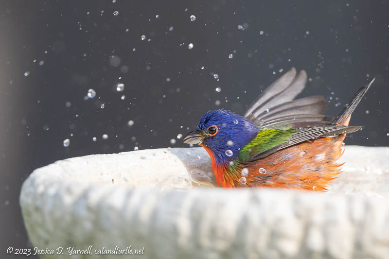 Painted Bunting