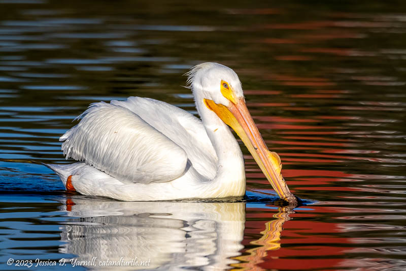 Red, White, and Blue (American White Pelican)