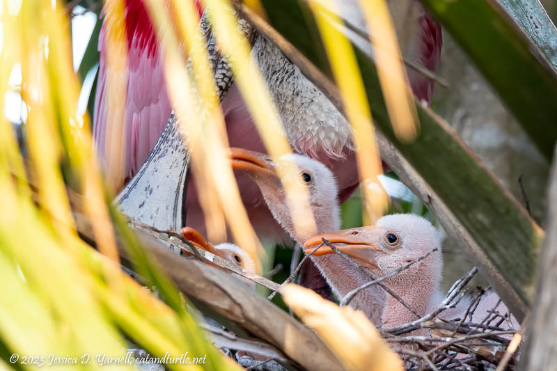 Roseate Spoonbill babies in nest