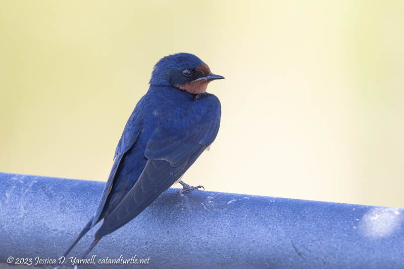 Barn Swallow