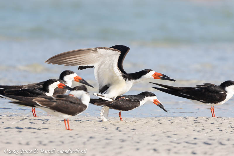 Black Skimmer