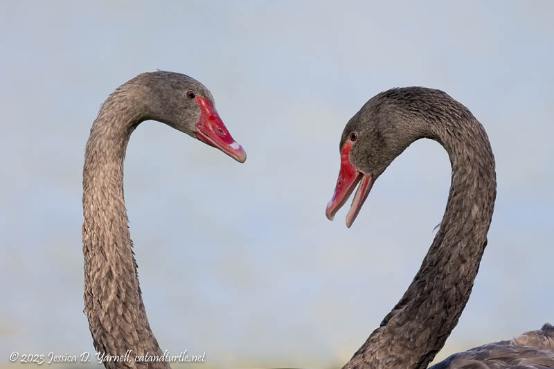 Black Swans in Love