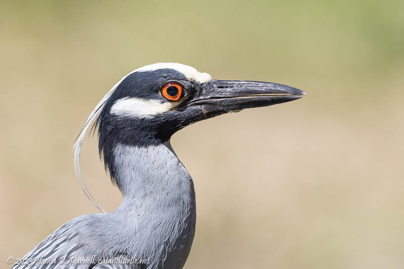 Black-Crowned Night-Heron