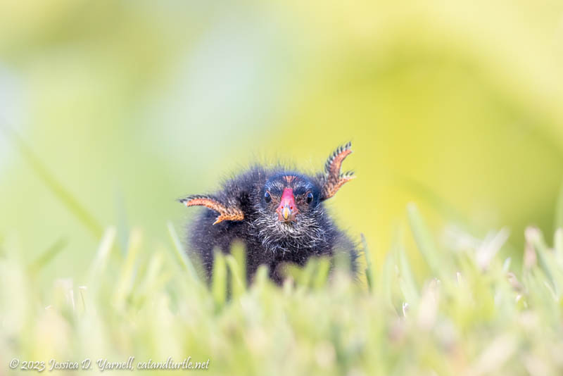 Common Gallinule Chick