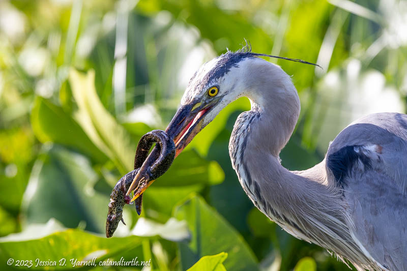 Great Blue Heron with Siren
