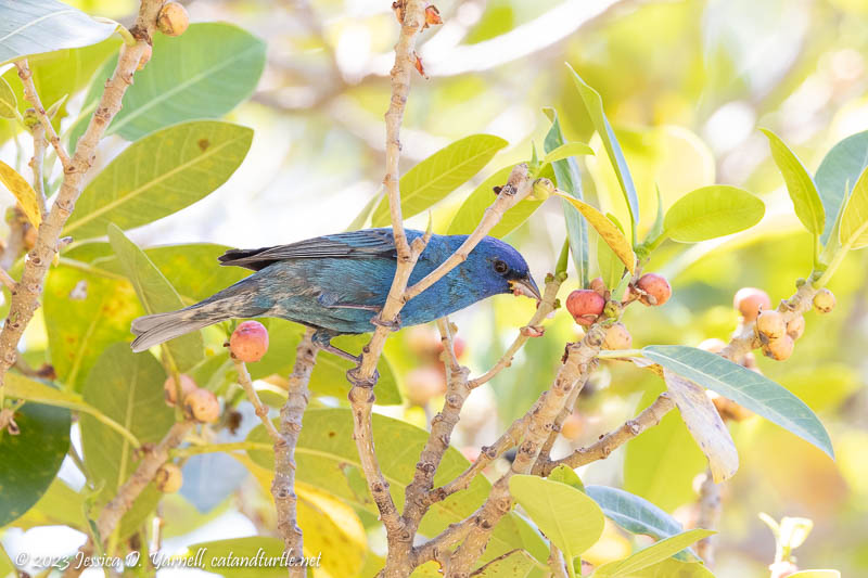 Indigo Bunting