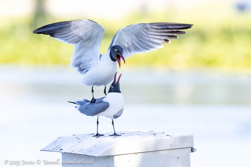 Laughing Gull