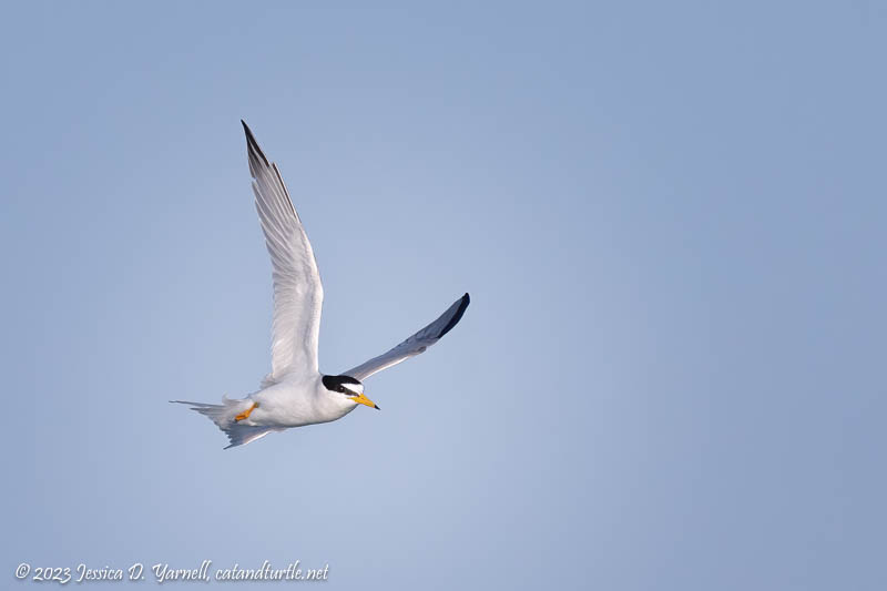 Least Tern