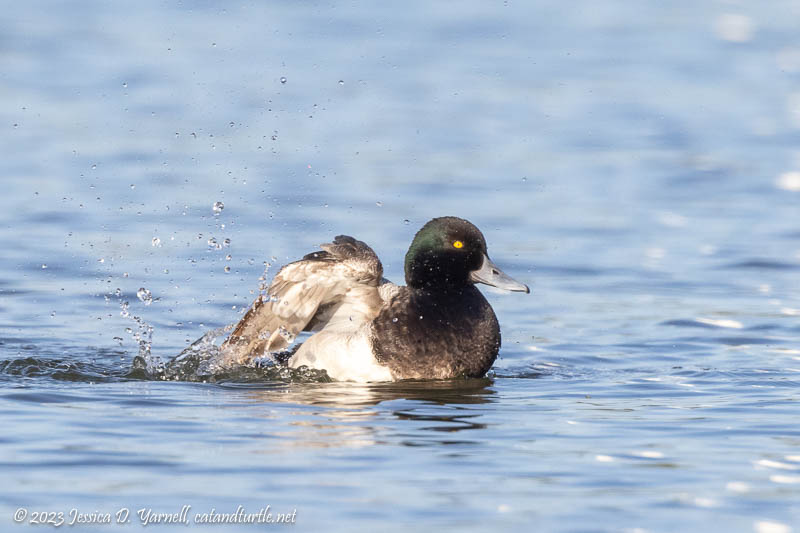 Lesser Scaup