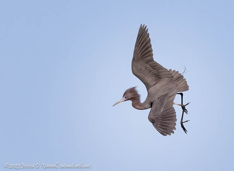 Little Blue Heron