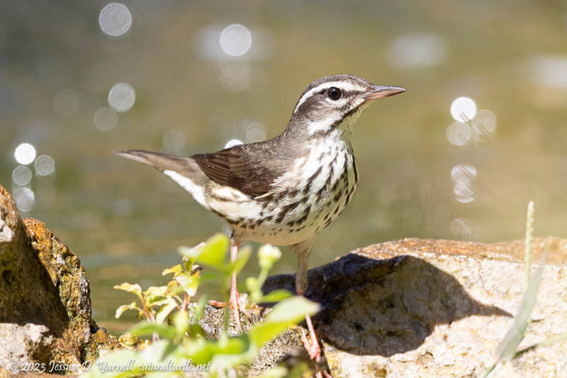 Louisiana Waterthrush