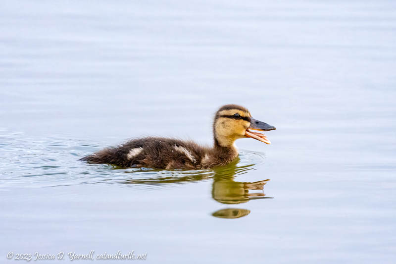 Mallard