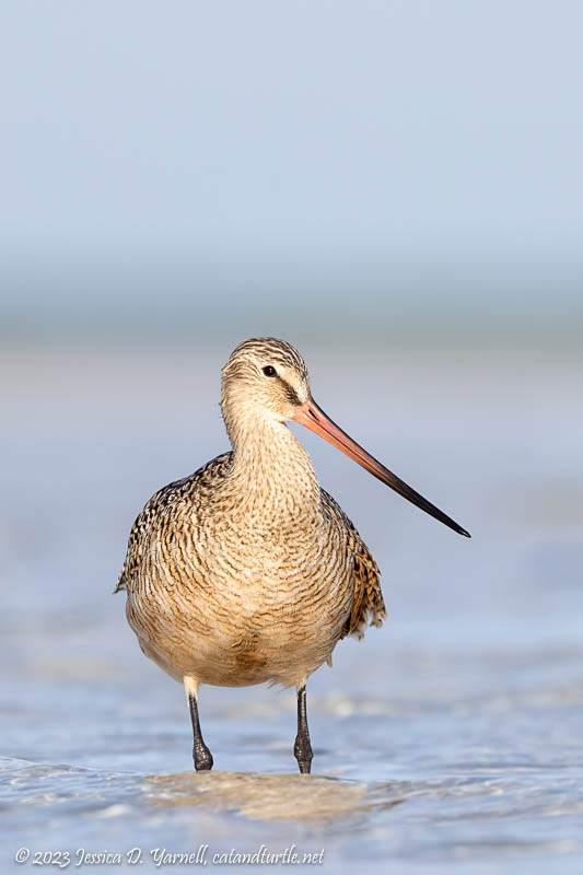 Marbled Godwit