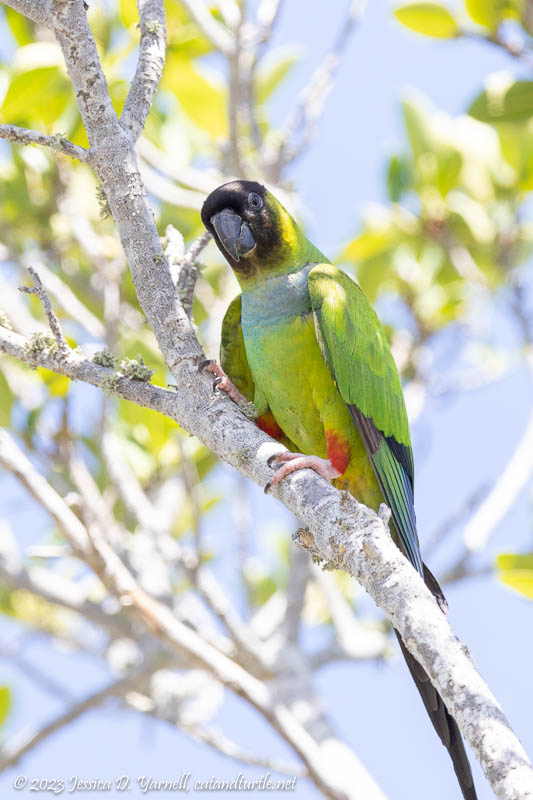 Nanday Parakeet