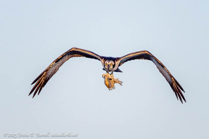 Osprey with Fish