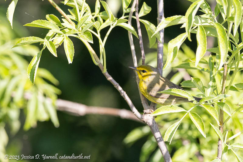 Prairie Warbler