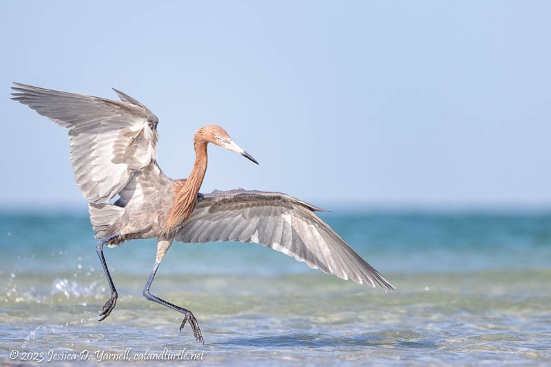 Reddish Egret